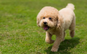 养什么宠物好养又干净（养什么宠物好养又干净又便宜）