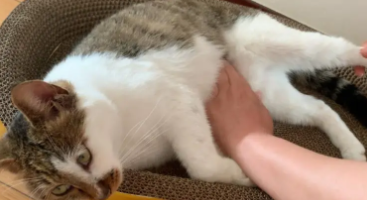 怎么给猫揉肚子他才拉屎（小奶猫肚子鼓鼓的不拉屎）