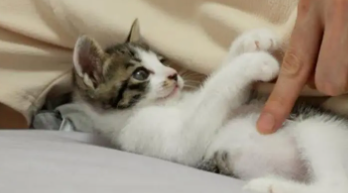 可爱的猫咪名字（可爱的猫咪名字小众）