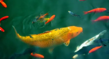 常见鱼的种类大全（常见鱼种类识别图）