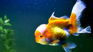 适合学生党养的宠物（适合学生党养的宠物鱼）