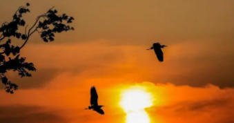 黄昏归巢的鸟有哪些（晚霞鸟儿归巢）