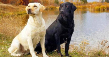 拉布拉多犬的优点（拉布拉多犬的优点和缺点）