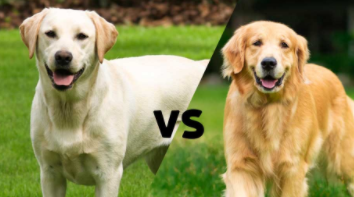 拉布拉多和金毛怎么区分（拉布拉多和金毛怎么区分图片）