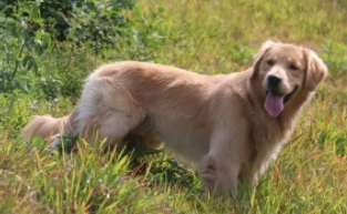 金毛一般买公的还是母的（金毛咬人的几率多大）