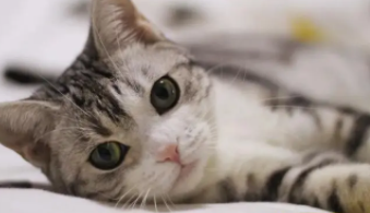 猫有狂犬病吗几率是多少（猫有狂犬病的概率大吗）