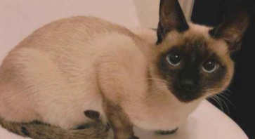 暹罗猫公的贵还是母的贵（暹罗猫公的贵还是母的贵一点）