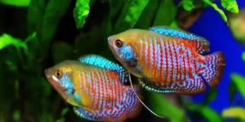 观赏鱼可以吃什么食物和水果（观赏鱼吃什么鱼食好）