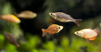 热带鱼吃什么鱼食最好（热带鱼吃什么?）