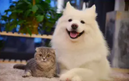 12306宠物托运官网（12306宠物托运官网河南）