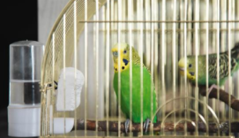 宠物鸟寄养价目表大全（宠物鸟寄养价目表大全）