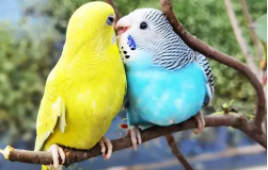 宠物鸟价格表（宠物鸟价格图）