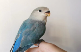 手养鸟什么品种最好养（适合手养的鸟什么好）