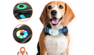 宠物定位器追踪器哪个好用（宠物gps定位追踪器）