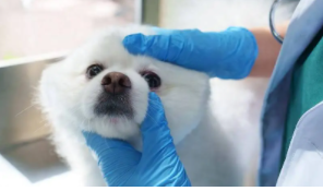 长沙宠物医院排行榜（长沙宠物医院哪家好）