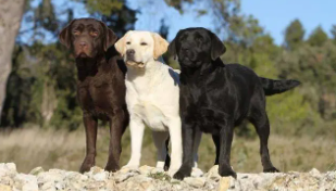 拉不拉布拉多犬价格（拉布拉多犬图片）