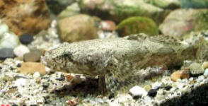 拍照识鱼在线识别（如何拍照识鱼）