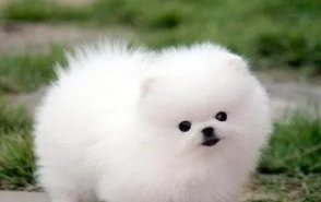 适合10岁孩子养的宠物狗（适合10岁孩子养的宠物狗品种）