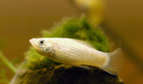 白色观赏鱼有什么品种（白色的观赏小鱼是什么鱼）