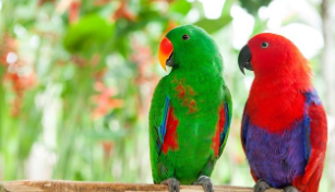 什么鸟安静好养不怕人,也没有羽粉的叫声（什么鸟安静好养不怕人,也没有羽粉的叫声呢）