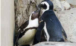 企鹅伴侣是一生一个吗（企鹅只有一个伴侣吗）