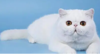 宠物猫种类大全（宠物猫的品种及价格）