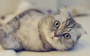 宠物猫排名前十名排行榜（宠物猫畅销排行榜）