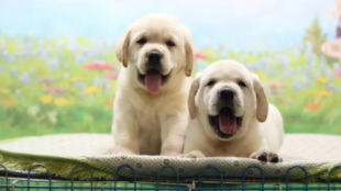 宠物饲养法则（宠物饲养法则介绍）