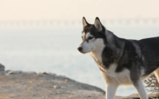 哈士奇好养吗（哈士奇小狗多少钱一只）