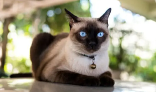 养猫的坏处危害（养猫的坏处危害有哪些）
