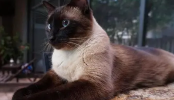 新手养公猫好还是母猫好（新手养公猫好还是母猫好一点）