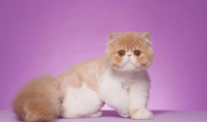 加菲猫多少钱一只纯种（加菲猫最便宜多少钱一只纯种）