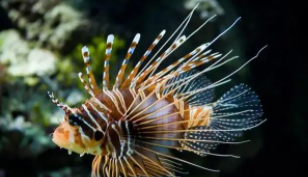 海洋十大剧毒生物（海洋十大剧毒生物图片）