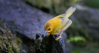 识鸟神器在线使用（识鸟神器在线使用教程）