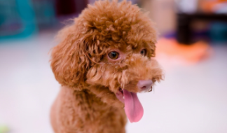 10元以下的小宠物不会死（100元以下的小型宠物）