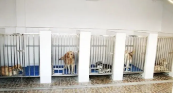 北京口碑好的宠物寄养价格（北京宠物狗寄养价格）