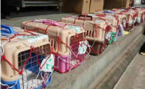 宠物托运收费标准（宠物托运收费标准汽车）