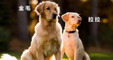 金毛犬和拉布拉多犬的区别（金毛犬跟拉布拉多犬优点缺点）