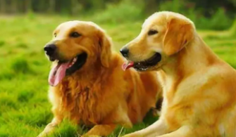 金毛和拉布拉多尾巴（金毛和拉布拉多结合的后代长什么样）