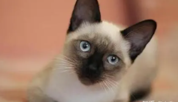 暹罗猫性格优点缺点（暹罗猫性格优点缺点有哪些）
