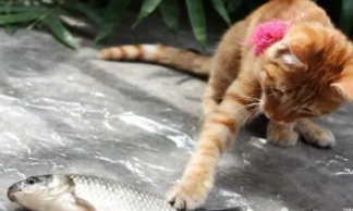 猫为什么喜欢吃鱼骨头（猫为什么爱吃鱼骨头）