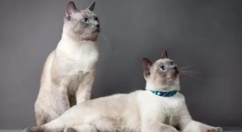 泰国猫和暹罗猫的区别（泰国猫暹罗猫好养吗）