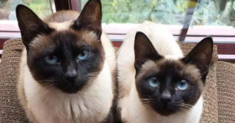 猫咪恨主人的十种表现怎么改变（猫咪恨主人的十个表现）