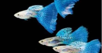 鱼吃什么东西才能养活家养的（鱼吃什么食物 家养）