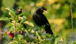 什么鸟养熟了不会飞走呢（请问什么鸟不会飞）