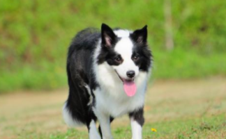 宠物店寄养鸟多少钱一天啊（宠物店寄养宠物多少钱一个天）