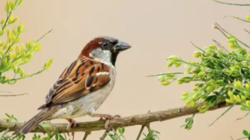 鸟类图谱大全带名称（鸟类图谱大全带名称图）