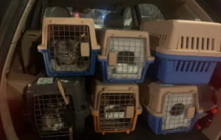 宠物怎么托运高铁（宠物托运高铁所需要材料）