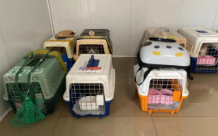 国际宠物托运公司（国际宠物托运公司 广州）