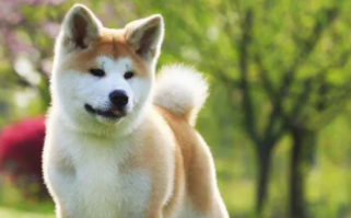 日本的宠物狗种类（日本狗类品种）